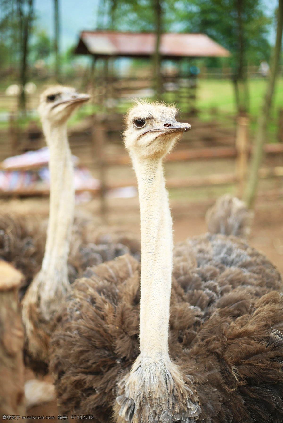 struthio camelus 非洲鸵鸟 鸟类 大型鸟类 野生动物 common ostrich