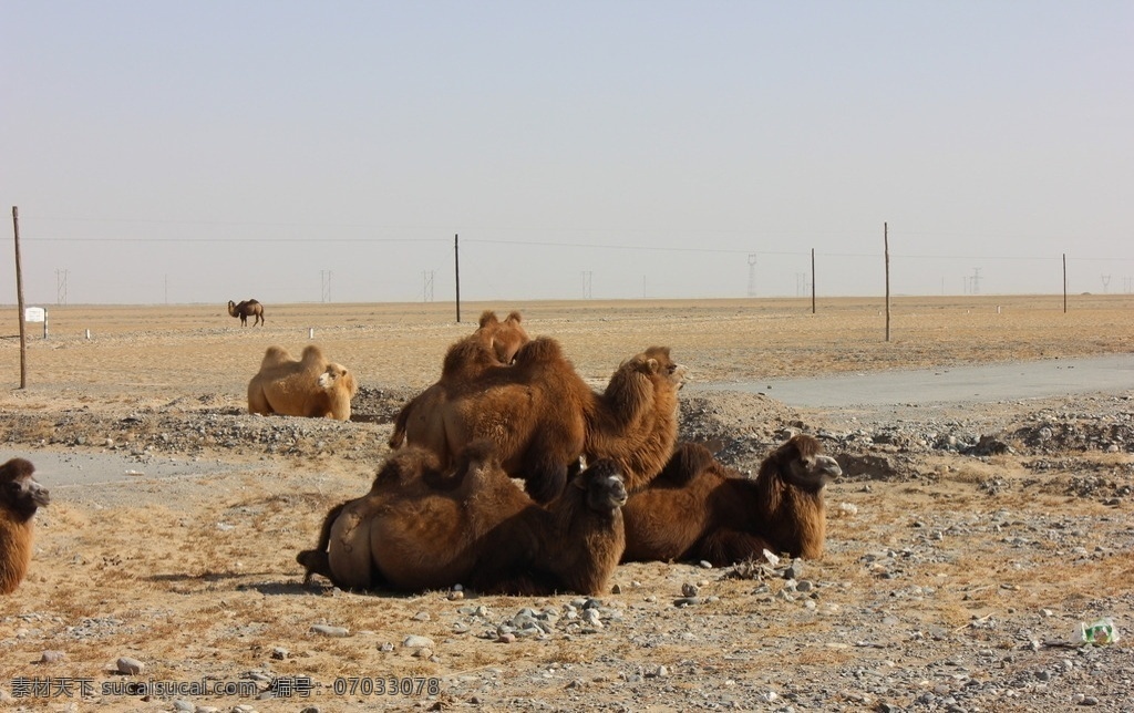 沙漠 野生骆驼 群体骆驼 新疆风光 戈壁滩 生物世界 野生动物
