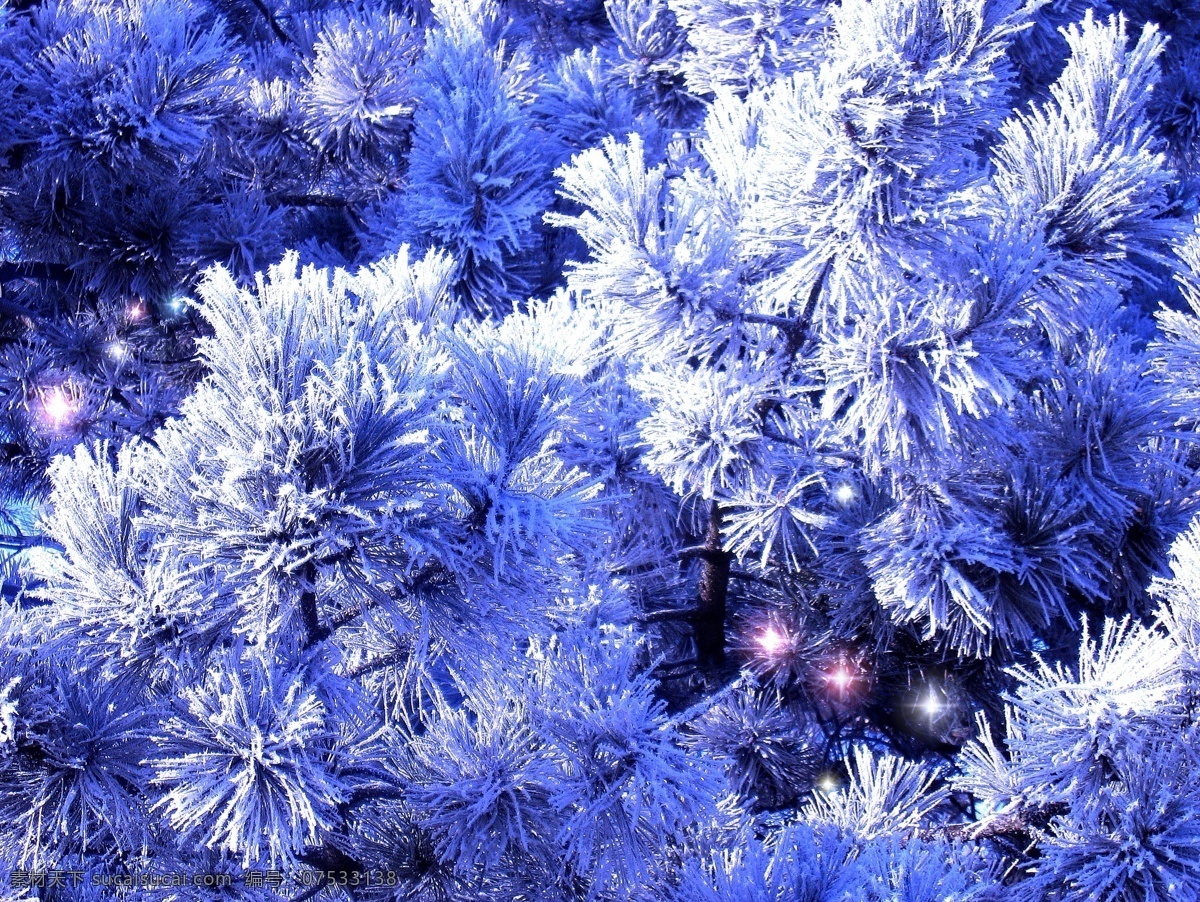 冰雪 覆盖 树枝 树林 森林 冰冻 冰花 霜花 景色 景观 自然风景 自然景观 蓝色