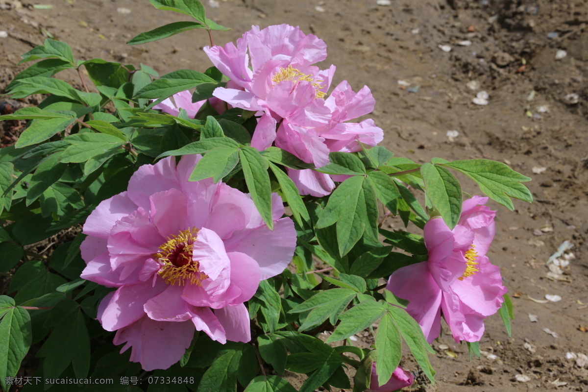 牡丹花 牡丹 观赏花卉 鼠姑 木芍药 百雨金 洛阳花 花朵 花瓣 花蕊 花卉 花儿 花草 植物 园林绿化 绿化景观 芍药牡丹 生物世界