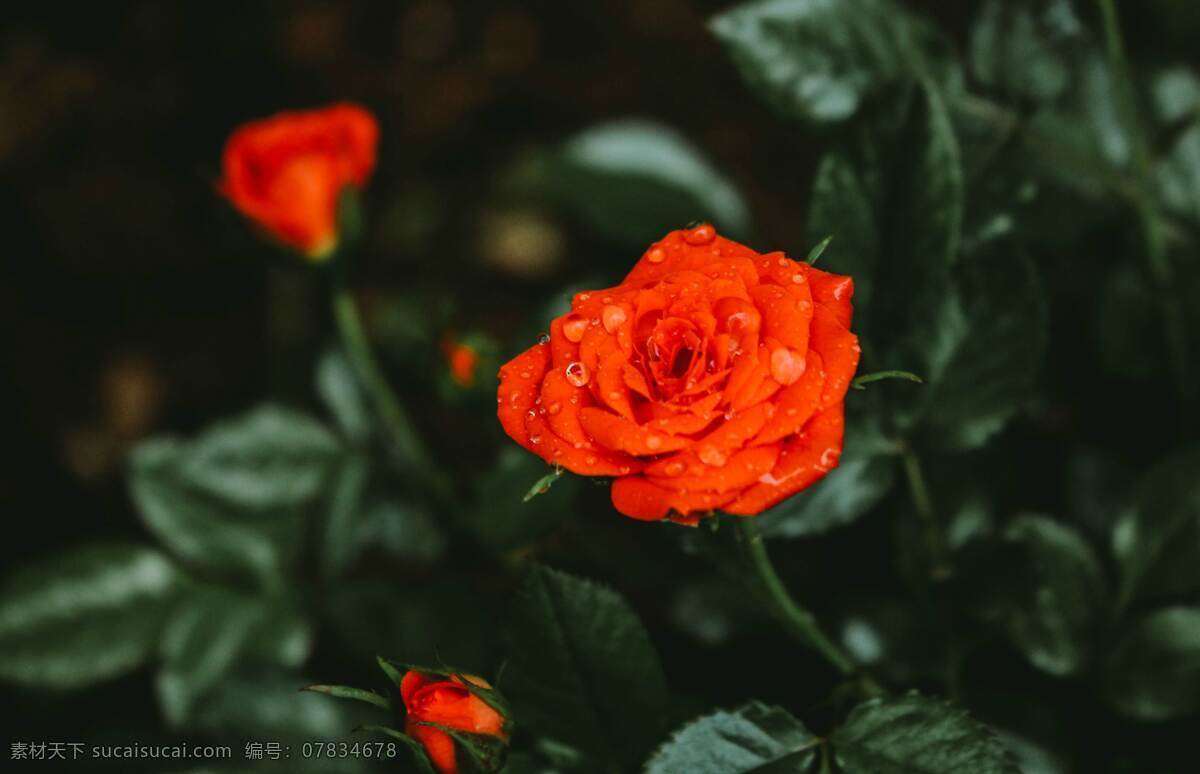 玫瑰花 美丽的鲜花 鲜花 花卉 花语 花艺 花朵 花瓣 生物世界 花草