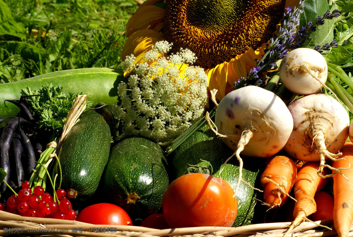 水果蔬菜 农业 收获 秋收 果园 葡萄园 水果 蔬菜 向日葵 西红柿 西葫芦