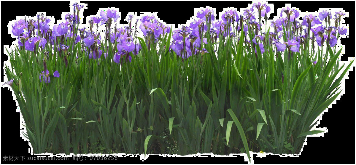 花园 花丛 透明 紫色 卡通 抠图专用 装饰 设计素材