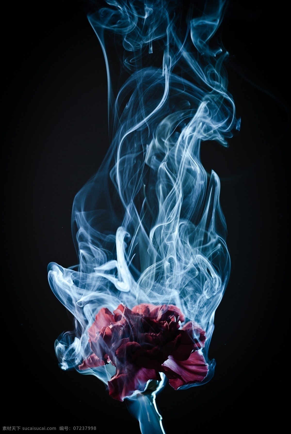 燃烧的花朵 鲜花 花卉 烟雾 白烟 其他类别 生活百科 黑色