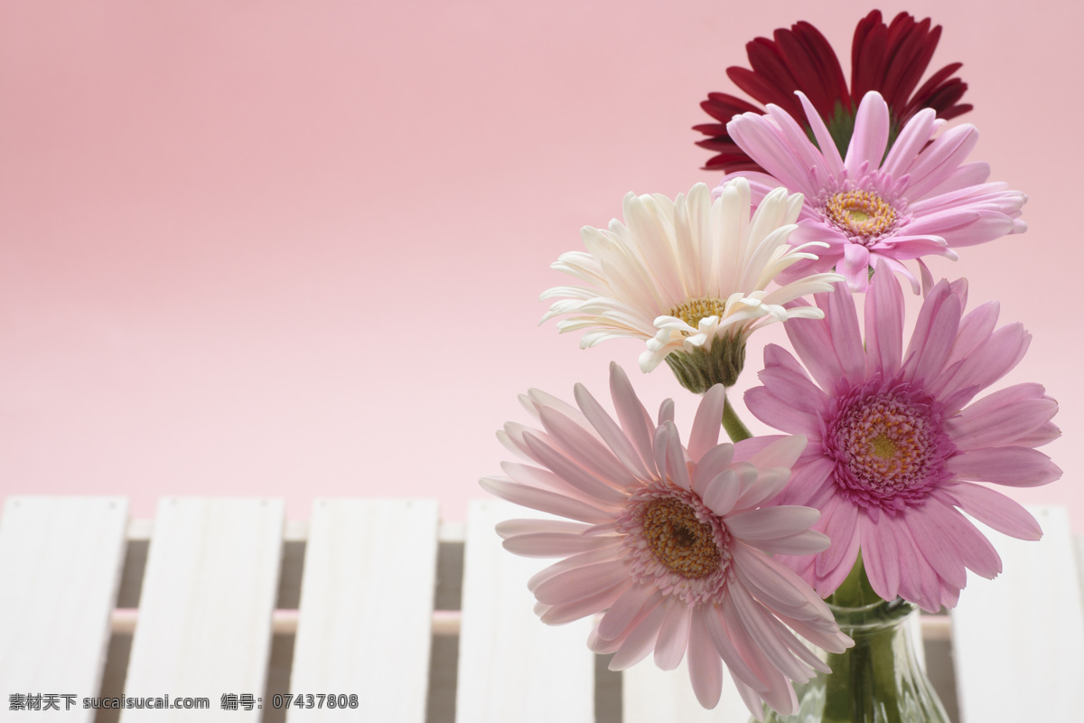 粉色 花朵 粉色花朵 图片图库 高清图片 鲜花 花 自然摄影 玻璃瓶 花草树木 生物世界