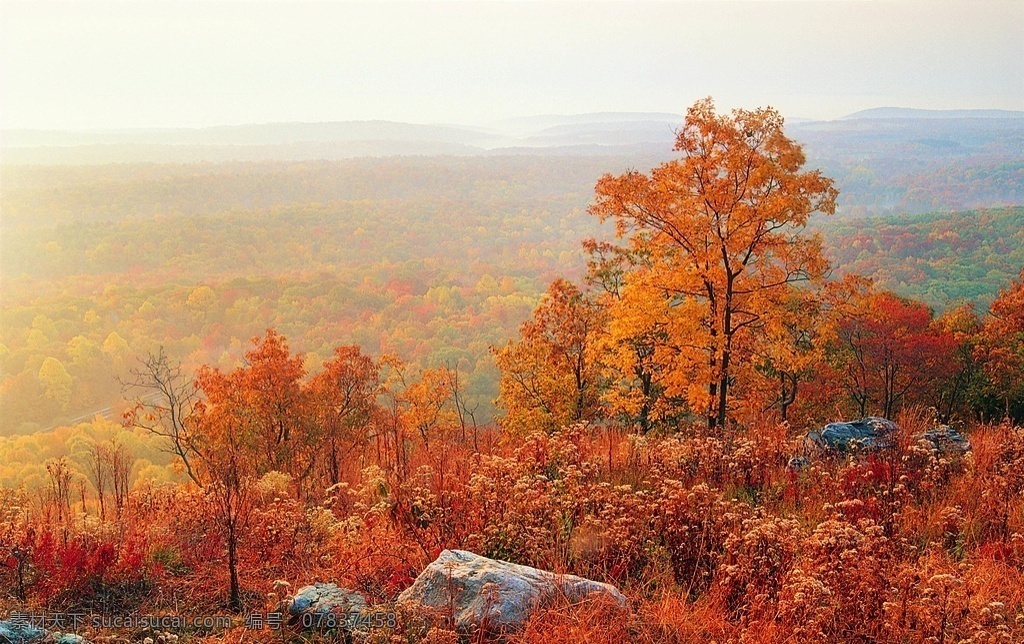 红十月 树林 树叶 叶子 树干 秋天落叶 远近景 远看树林 自然景观 自然风景
