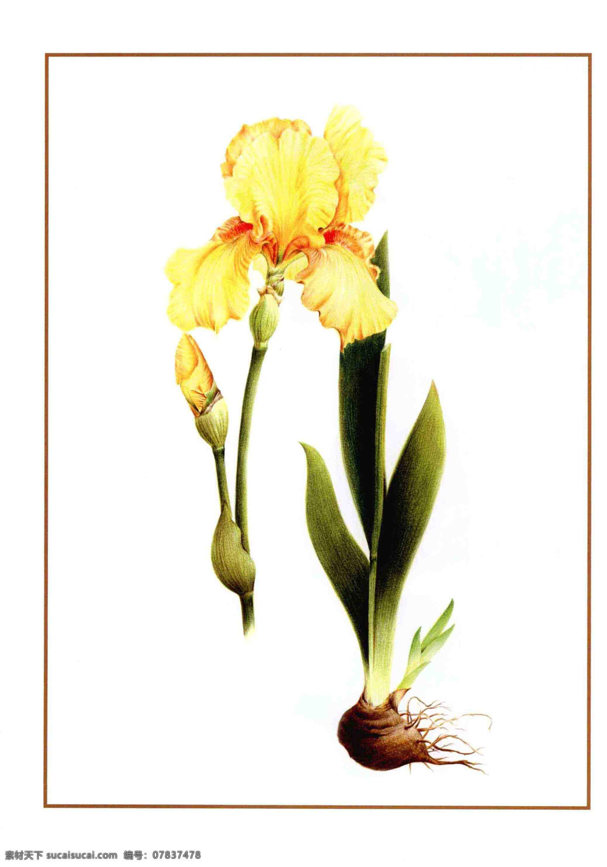 手绘花卉植物 彩铅 手绘 花朵 植物 花卉 绘画 教学 印刷 宣传 网页 花 生物世界 花草