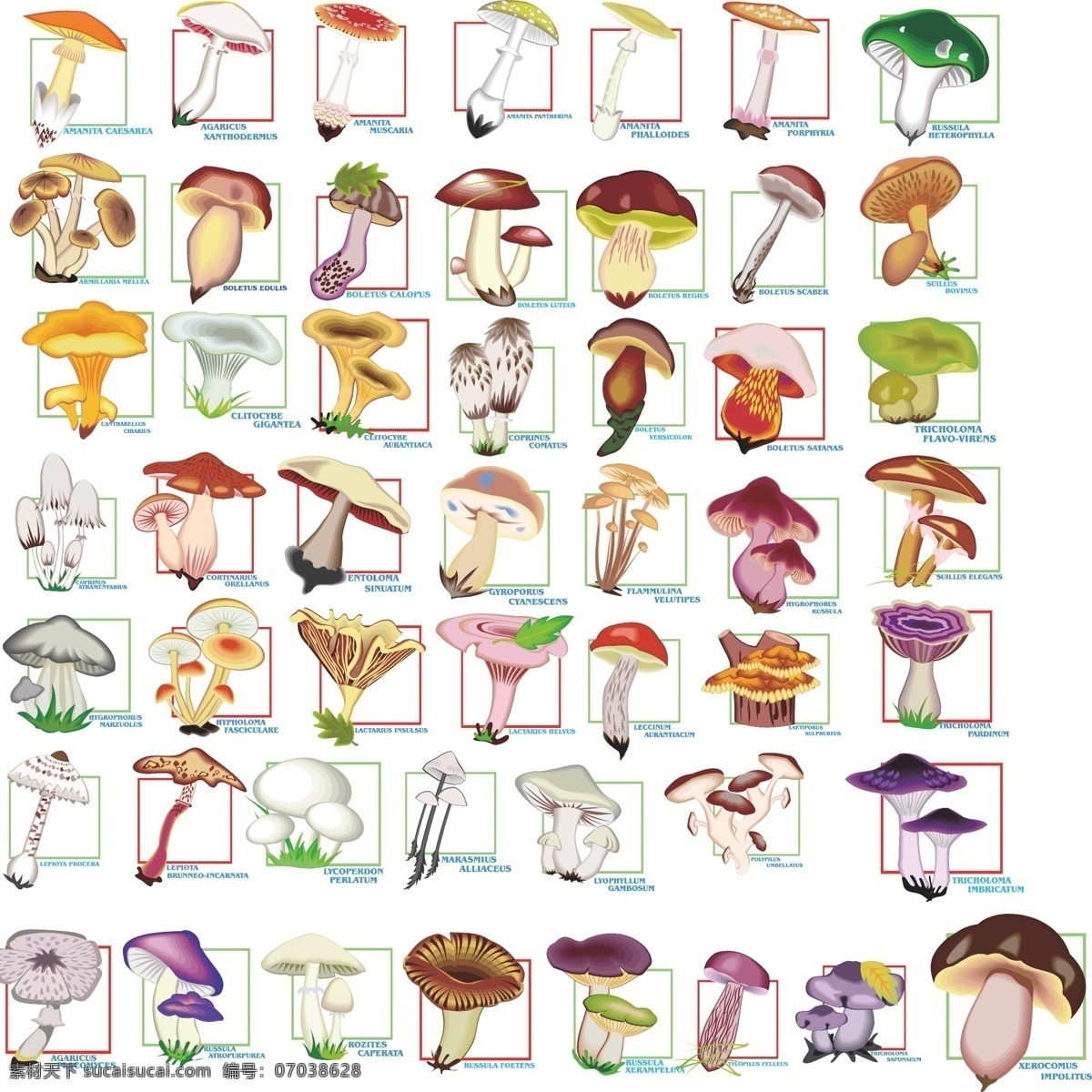 稀有 菌类 矢量 大全 蘑菇 矢量素材 蔬菜 食用菌 矢量图 日常生活