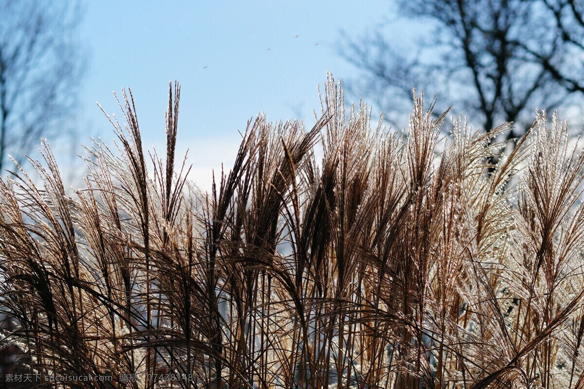 茂密的芦苇