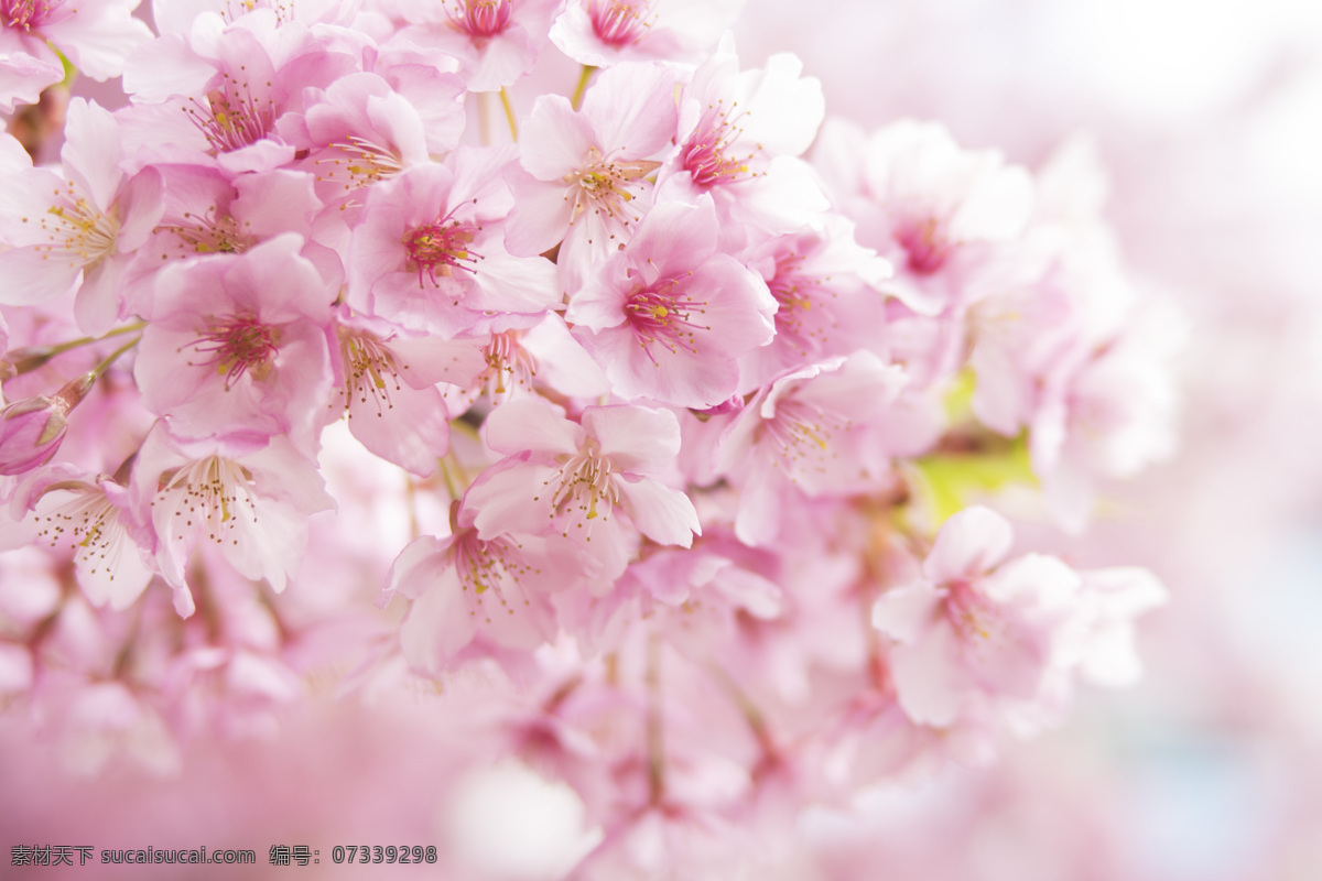 粉色樱花 樱花 粉色 浪漫 白色 虚化 海报背景 banner 背景 高清 壁纸 鲜花 生物世界 花草