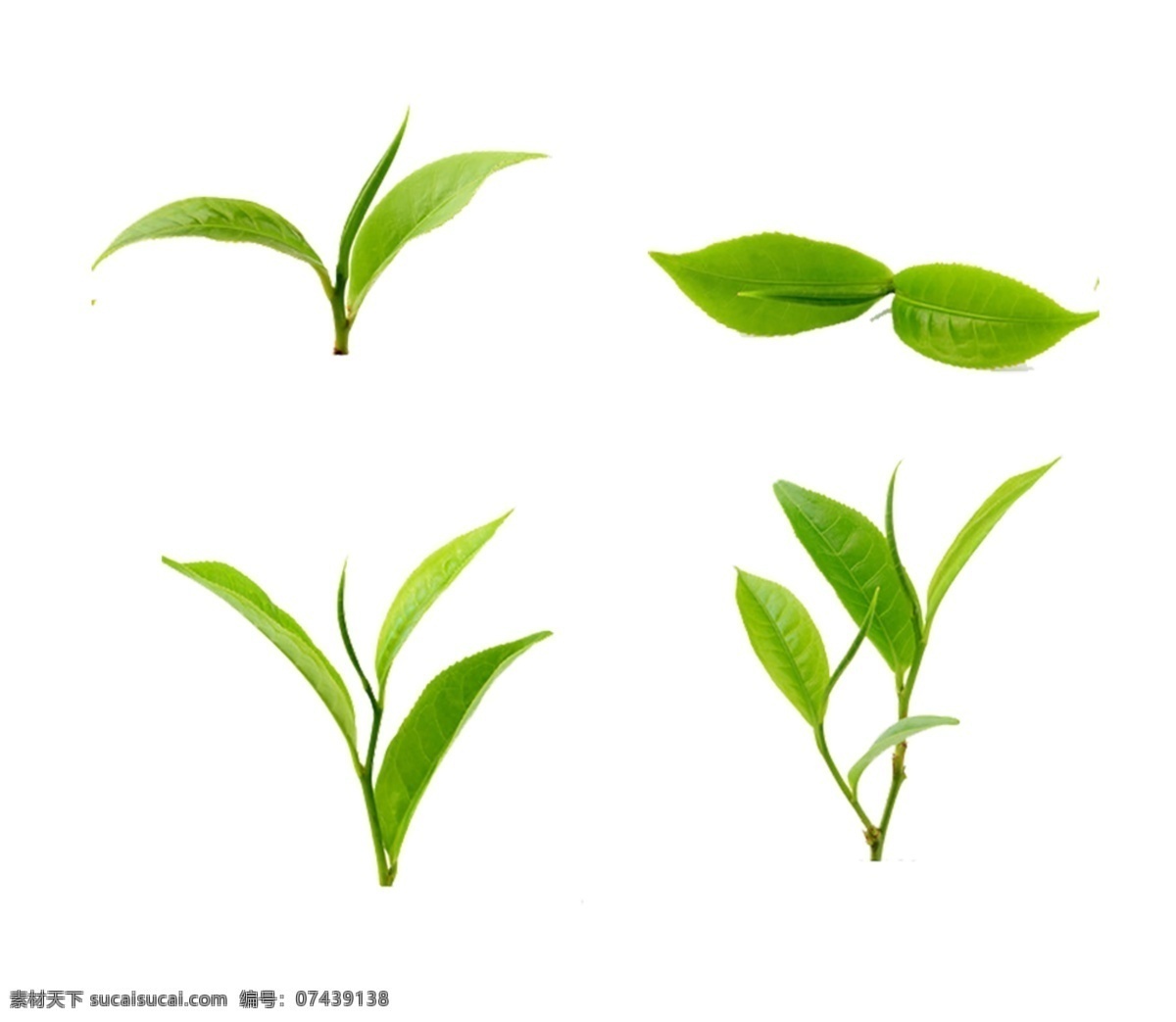 茶芽 茶叶 单芽 嫩芽 叶子 春芽 茶素材 绿叶 茶包装 包装设计 春茶