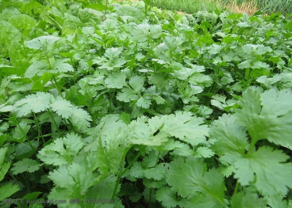 大片香菜 香菜 菜地 绿叶 绿油油 蔬菜 健康 天然 有机 无公害 青菜 绿苗 凉拌 裁员 种菜 种植 大棚 生物世界