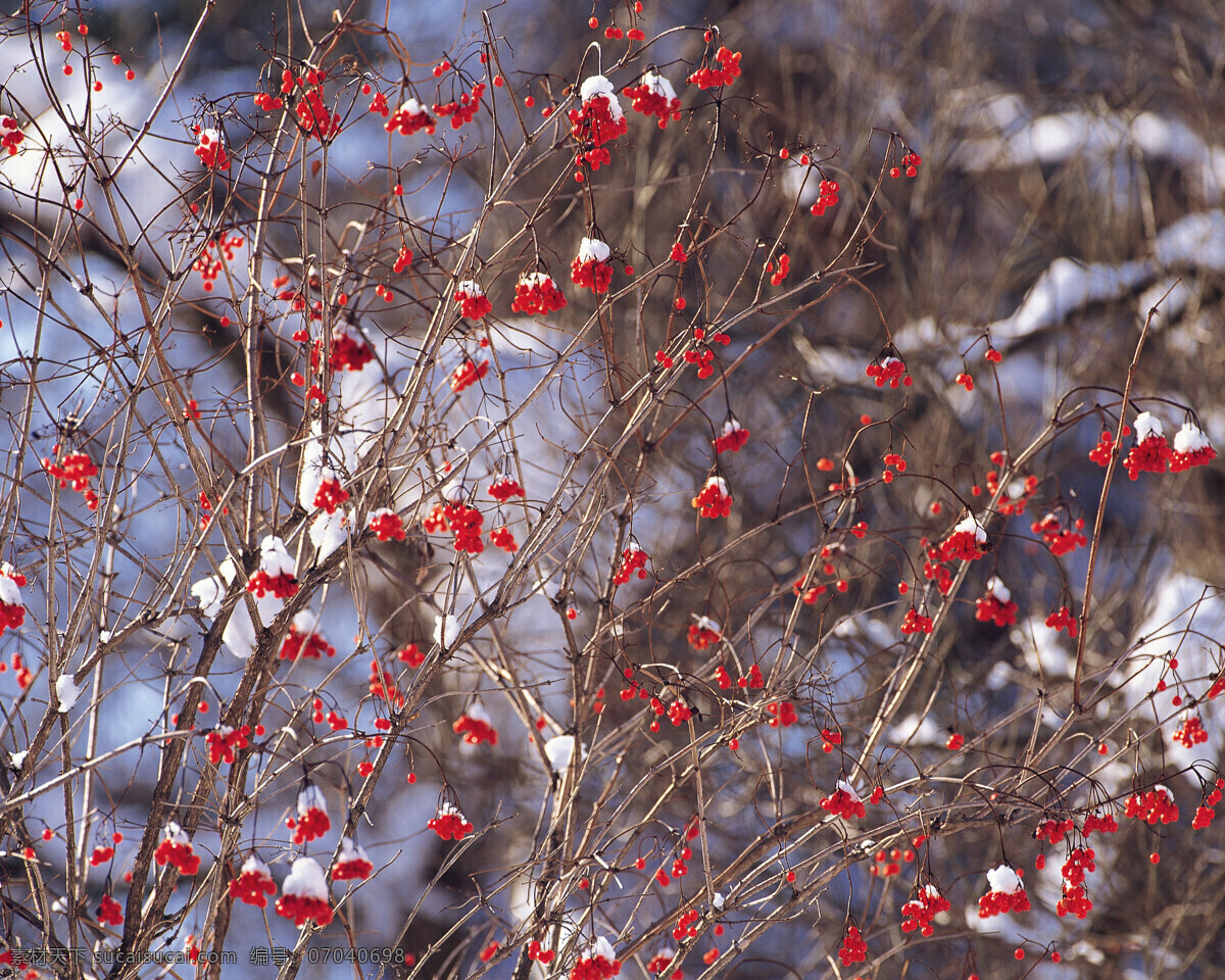红花 树上 点点 雪景 白雪皑皑 雪松 白雪风光 森林大雪 风景 生活 旅游餐饮