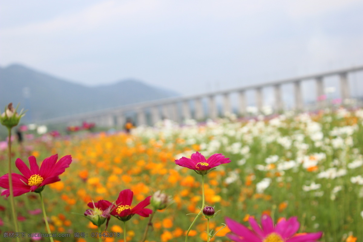 花海中的铁路 花海 小花 蓝天 白花 丽水 花草树木 生物世界 花草