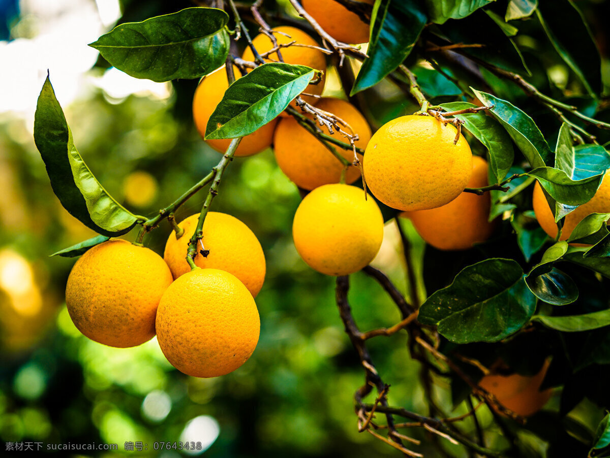 柠檬树 柠檬 青柠 果园 果树 鲜果 新鲜柠檬 丰收 成熟 黄柠檬 大柠檬 生物世界 水果