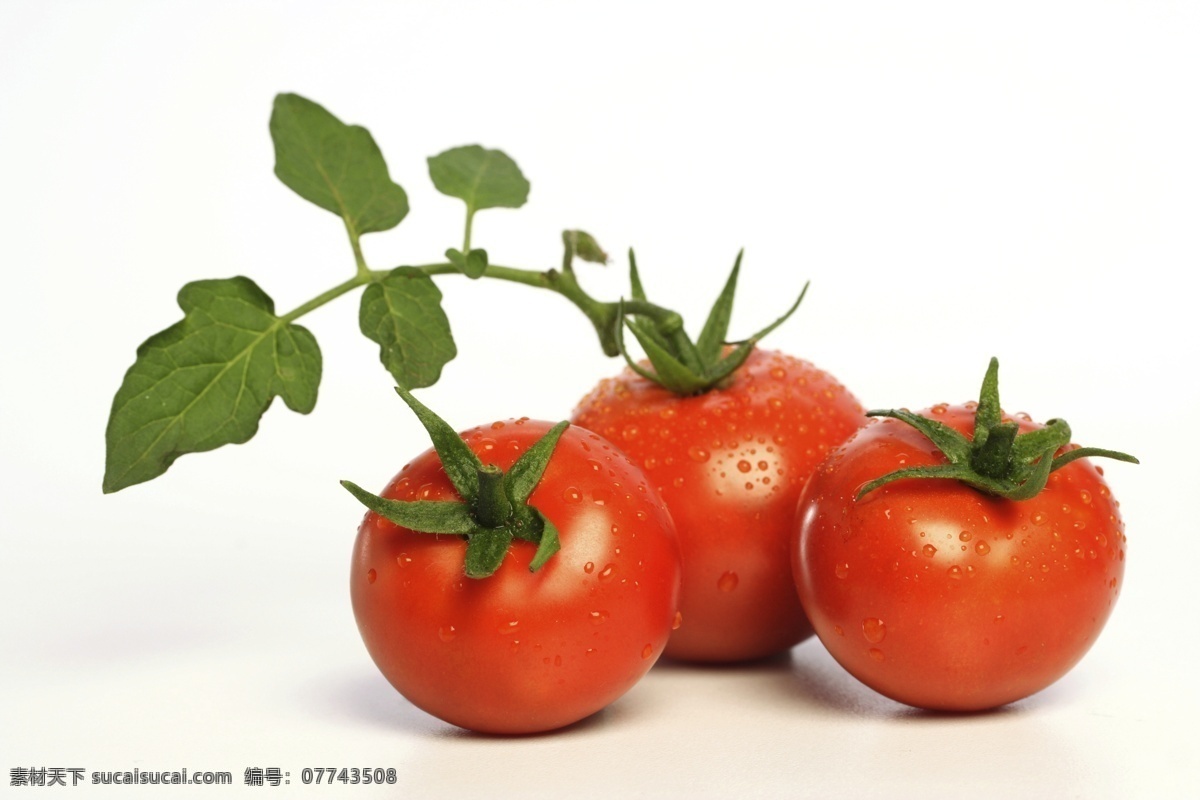 番茄 大红色 绿叶 生物世界 蔬菜 水果 维生素 西红柿 菜叶 风景 生活 旅游餐饮