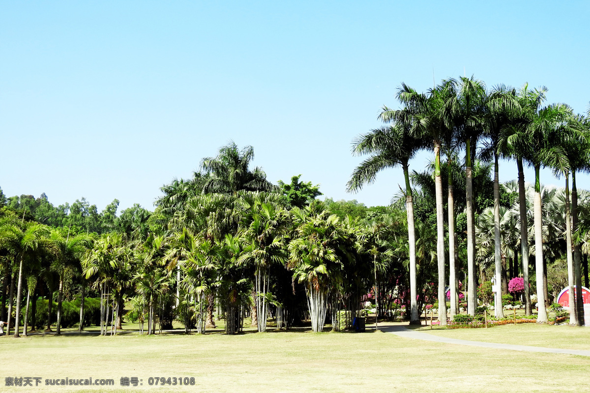 椰树椰林 大海 椰树 椰林 文昌 渡假 椰树照片 椰树摄影 椰树高清 椰树素材 椰林高清 椰林图片 自然景观 自然风景