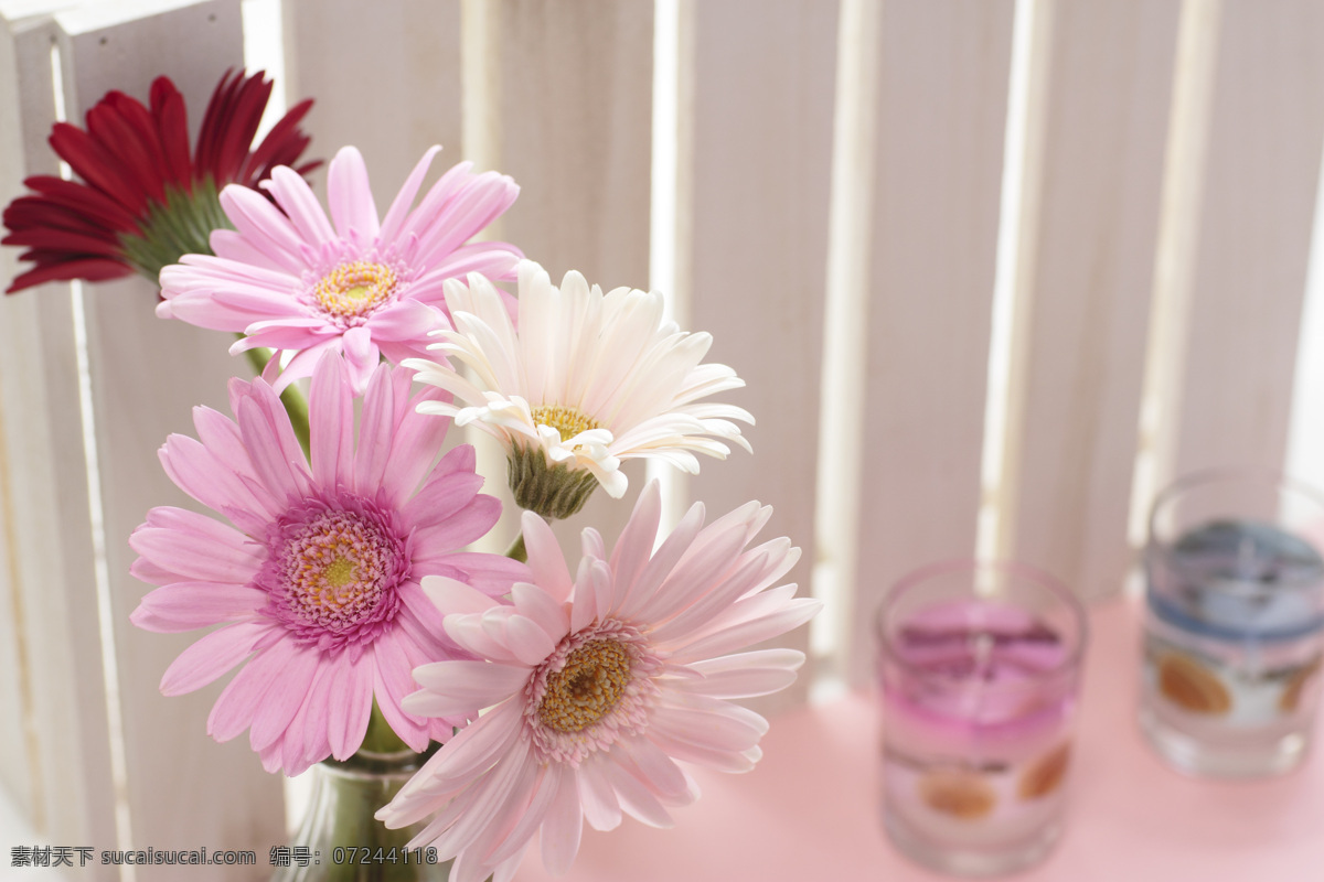 美丽鲜花 花朵 花卉 花瓶 菊花 粉红色花朵 雏菊 花草树木 生物世界 白色