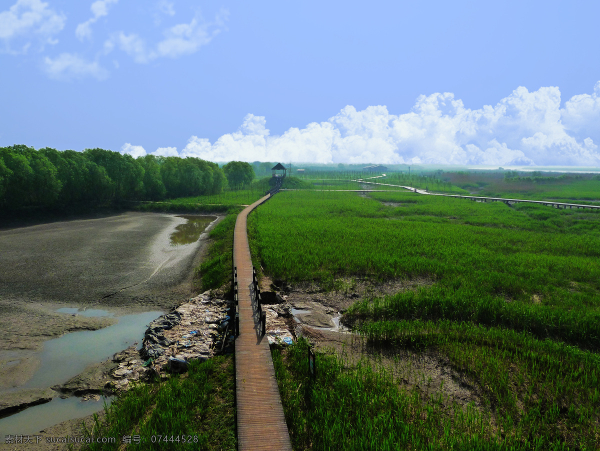 崇明 崇明西沙 蓝天白云 风景 壁纸 湿地 长江 自然风景 自然景观 芦苇荡