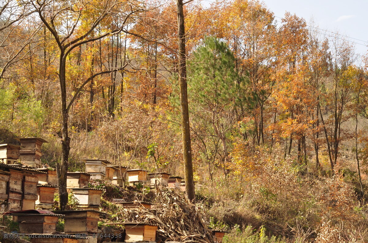 养蜂 蜜蜂养殖 蜂蜜 人工饲养 人工养蜂 生活百科 生活素材