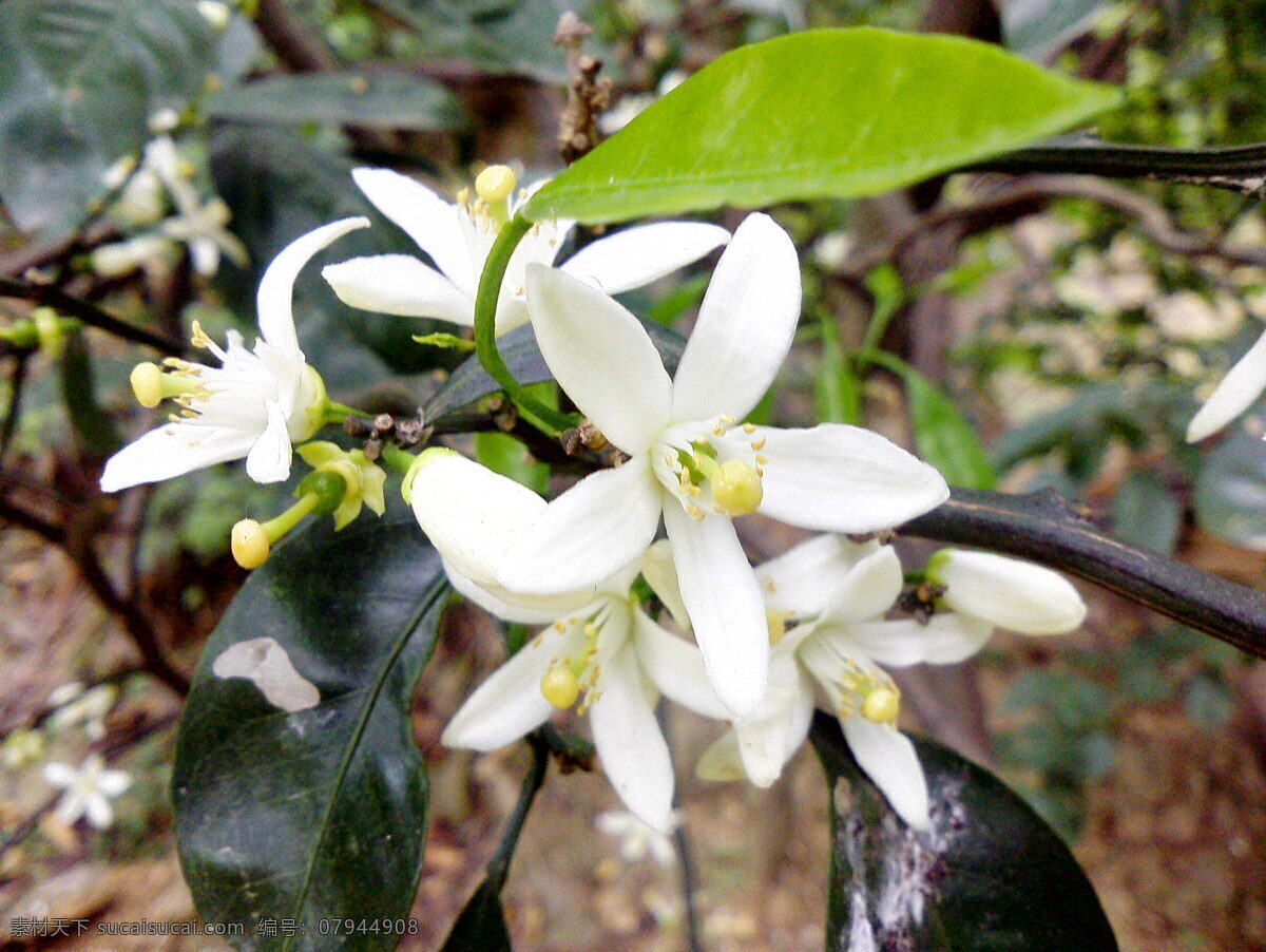 桔子花儿 白色 桔子 纯洁 花儿 花草 生物世界