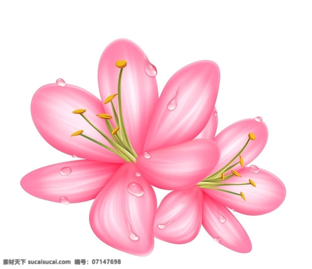 百合 花朵 水滴 玫瑰 分层 源文件
