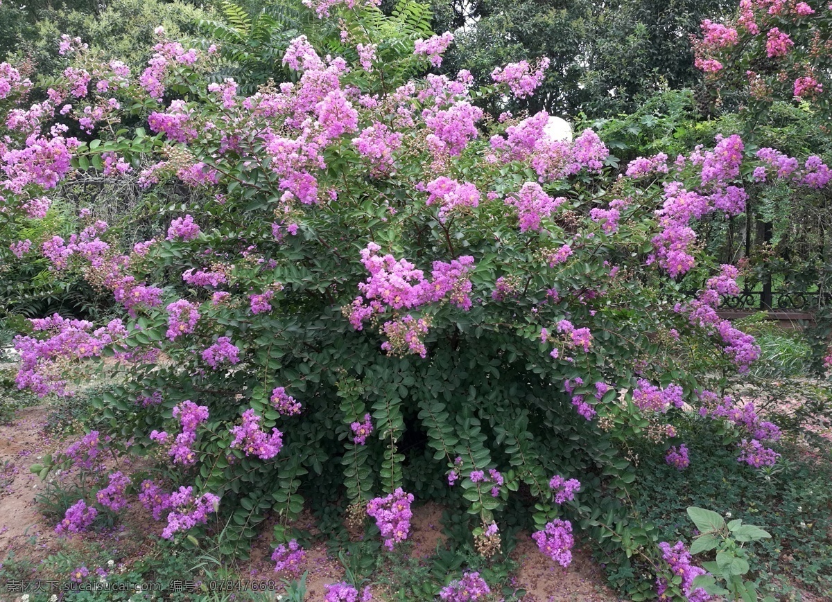 紫薇花 园景 校园 景观 花摄影 自然景观 自然风景