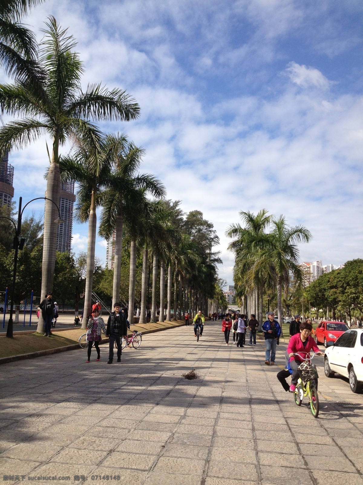 厦门大学 蓝天 椰树 大学 校园 道路 国内旅游 旅游摄影 黑色