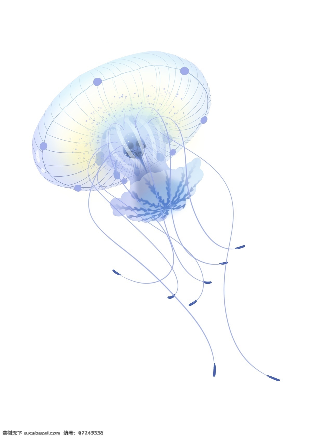 彩色 水 生物 水母 水生物 海洋生物 彩色水母