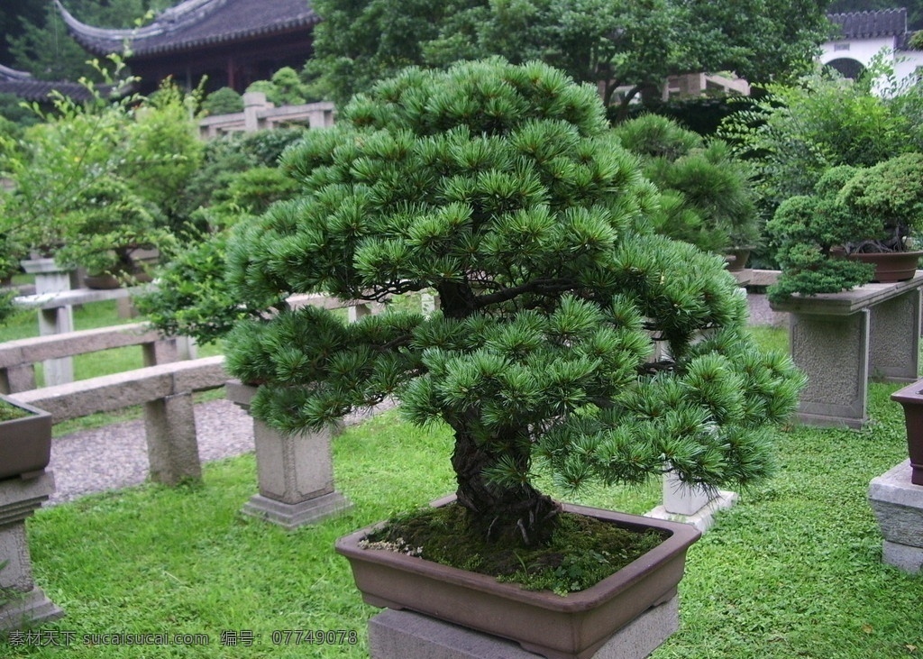 四季青 松村 风景 树木树叶 生物世界