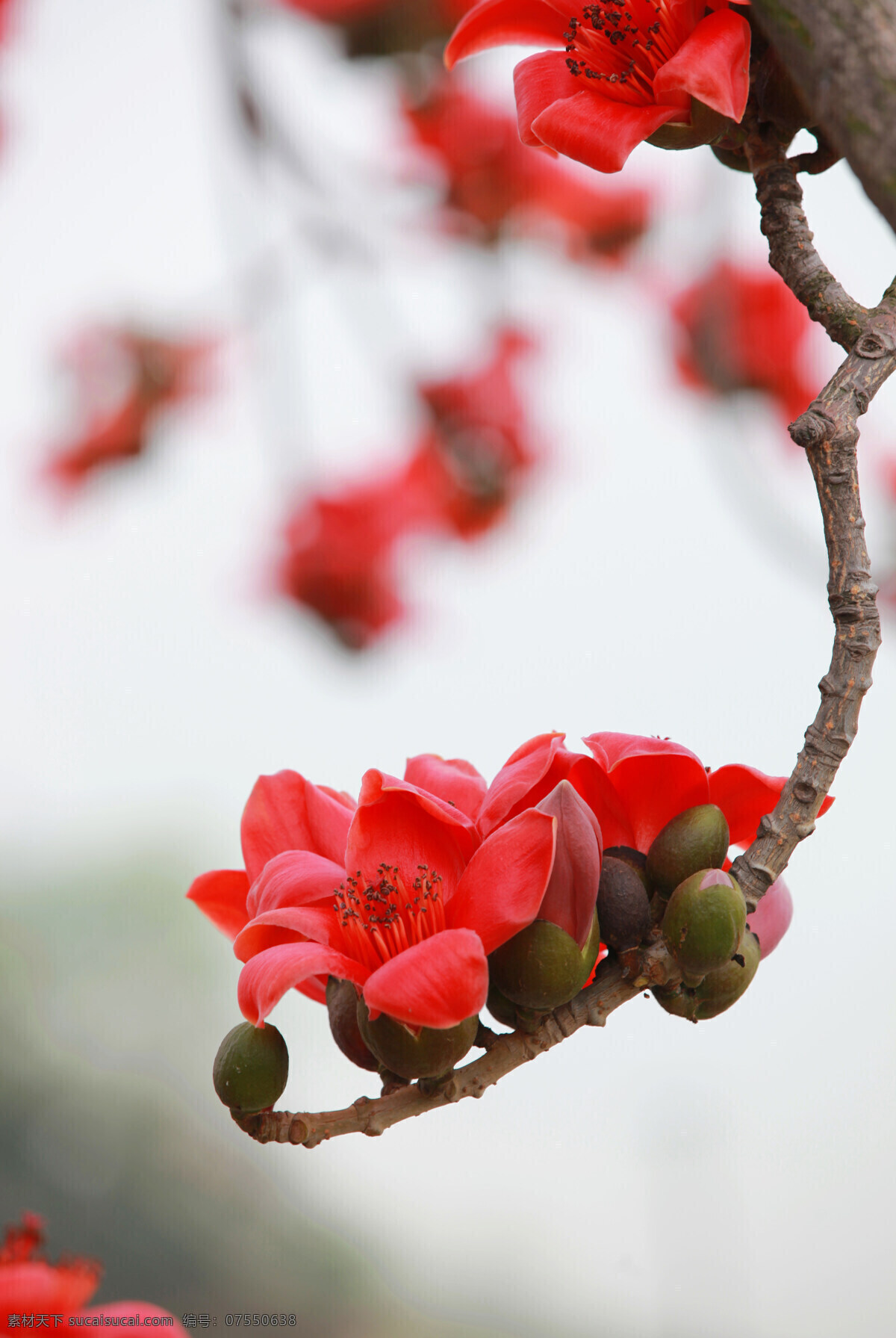 红梅 红色 生物世界 花草 高清图