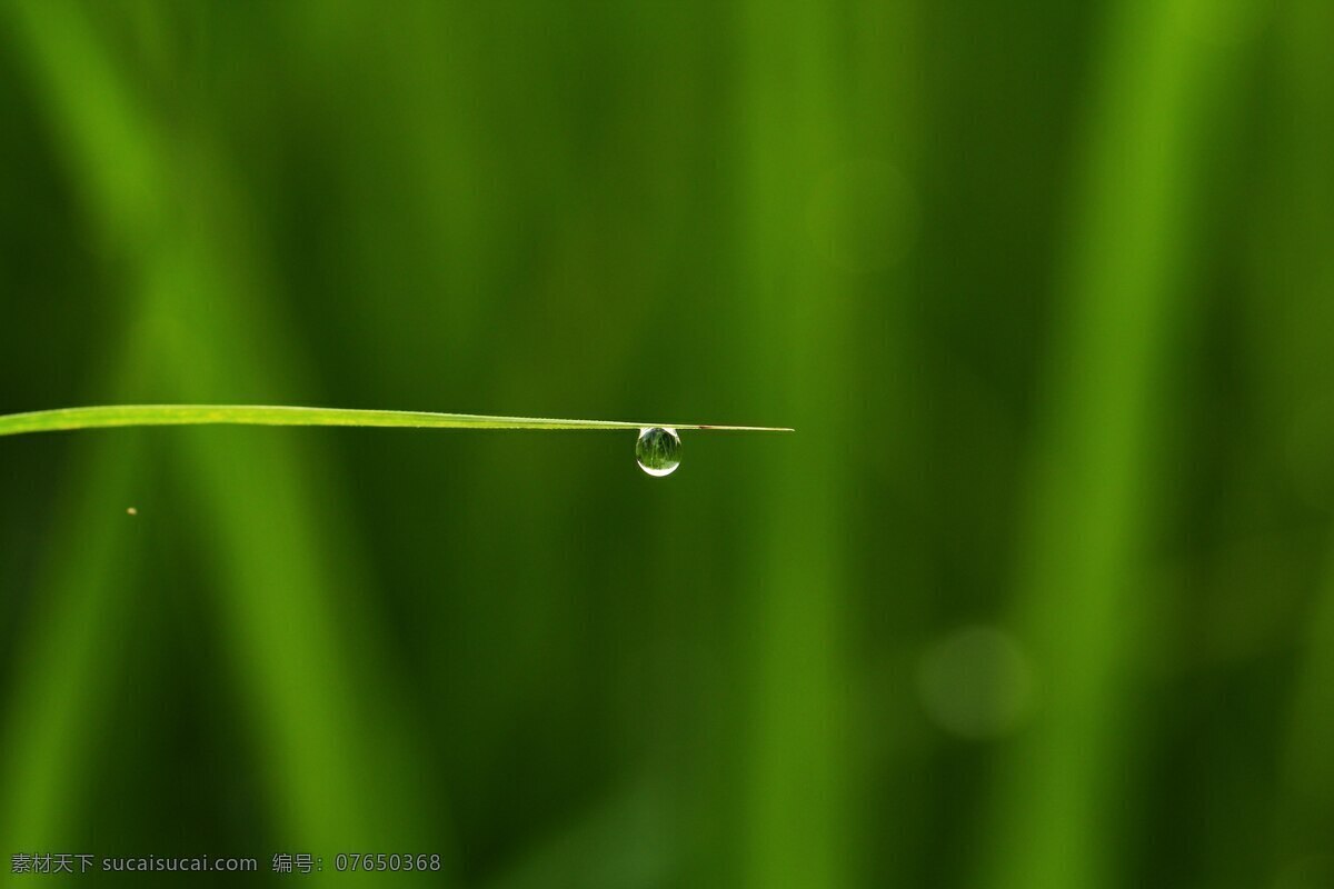 花草 花草素材 露水 露珠 绿色 青草 生物世界 水滴 青草露水 草叶 psd源文件