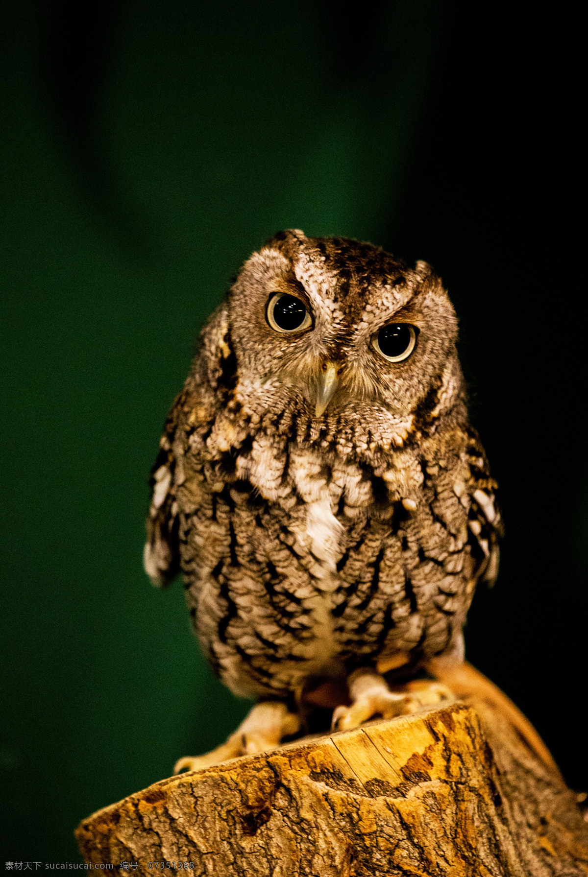 猫头鹰 鸮形目 strigiformes 鸮 枭 owl 雕鸮 鸺鹠 长耳鸮 短耳鸮 林雕鸮 乌雕鸮 雪鸮 黄脚渔鸮 褐渔鸮 长尾林鸮 乌林鸮 灰林鸮 褐林鸮 红角鸮 黄嘴角鸮 领角鸮 兰屿角鸮 横斑腹小鸮 鹰鸮 鬼鸮 斑头鸺鹠 花头鸺鹠 猛鸮 仓鸮 草鸮 栗鸮