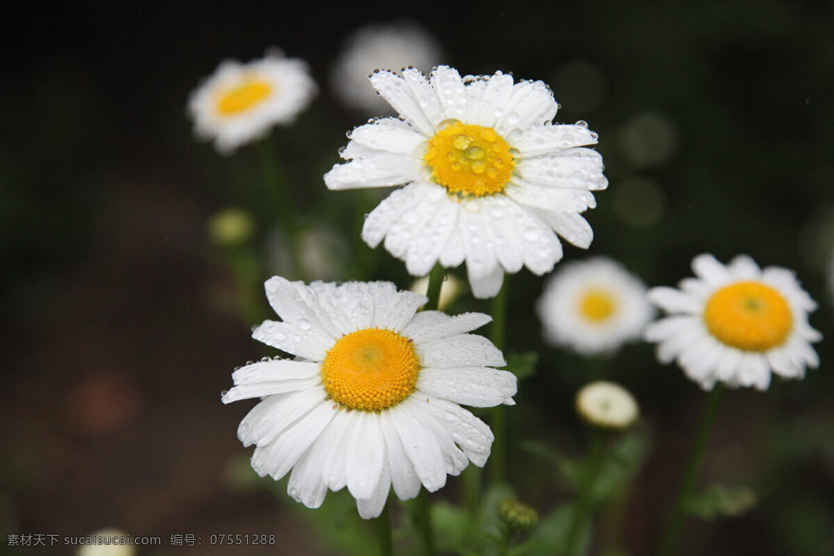 菊花 春天 雨后 黄色花 黄色 小花 小菊花 花草 生物世界