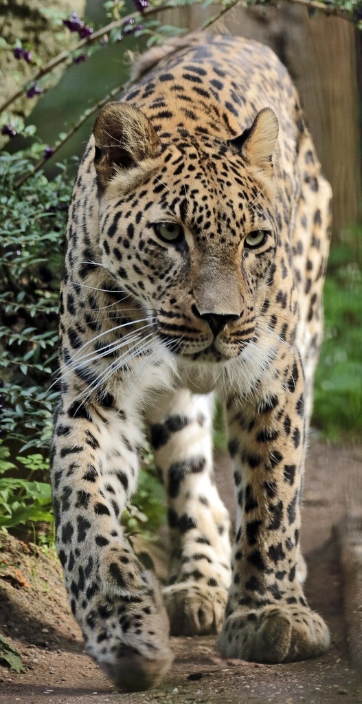 豹子 豹 猎豹 野生豹子 野生 可爱 卖萌 猛兽 野兽 野生动物 哺乳动物 动物 狮 虎 狮虎兽 生物世界