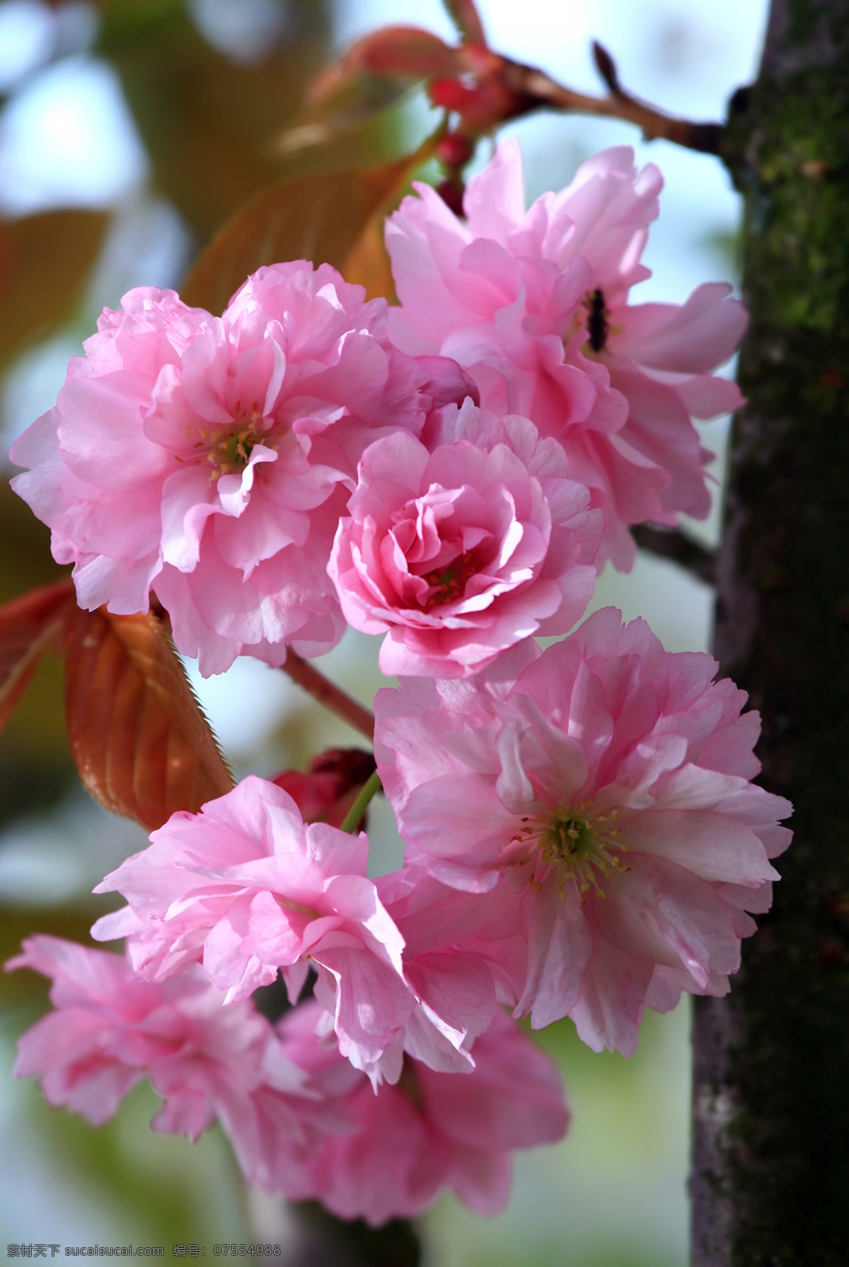 重 瓣 樱花 春季 春天 花瓣 花草 花朵 花卉 摄影图库 生物世界 重瓣樱花 阳光 植物 树木 psd源文件