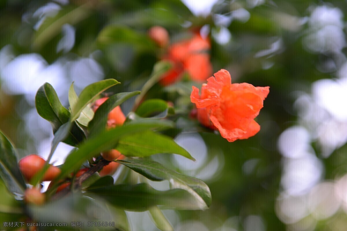 石榴花开 石榴 花开 春天 植物 特写 自然景观 自然风景