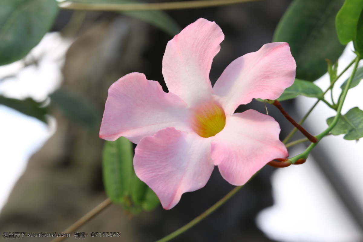 飘香藤 红皱藤 双腺藤 双喜藤 文藤 红蝉花 藤本植物 观赏花卉 花瓣 花朵 花儿 花草 花卉 植物 绿化景观 花卉大观园 生物世界