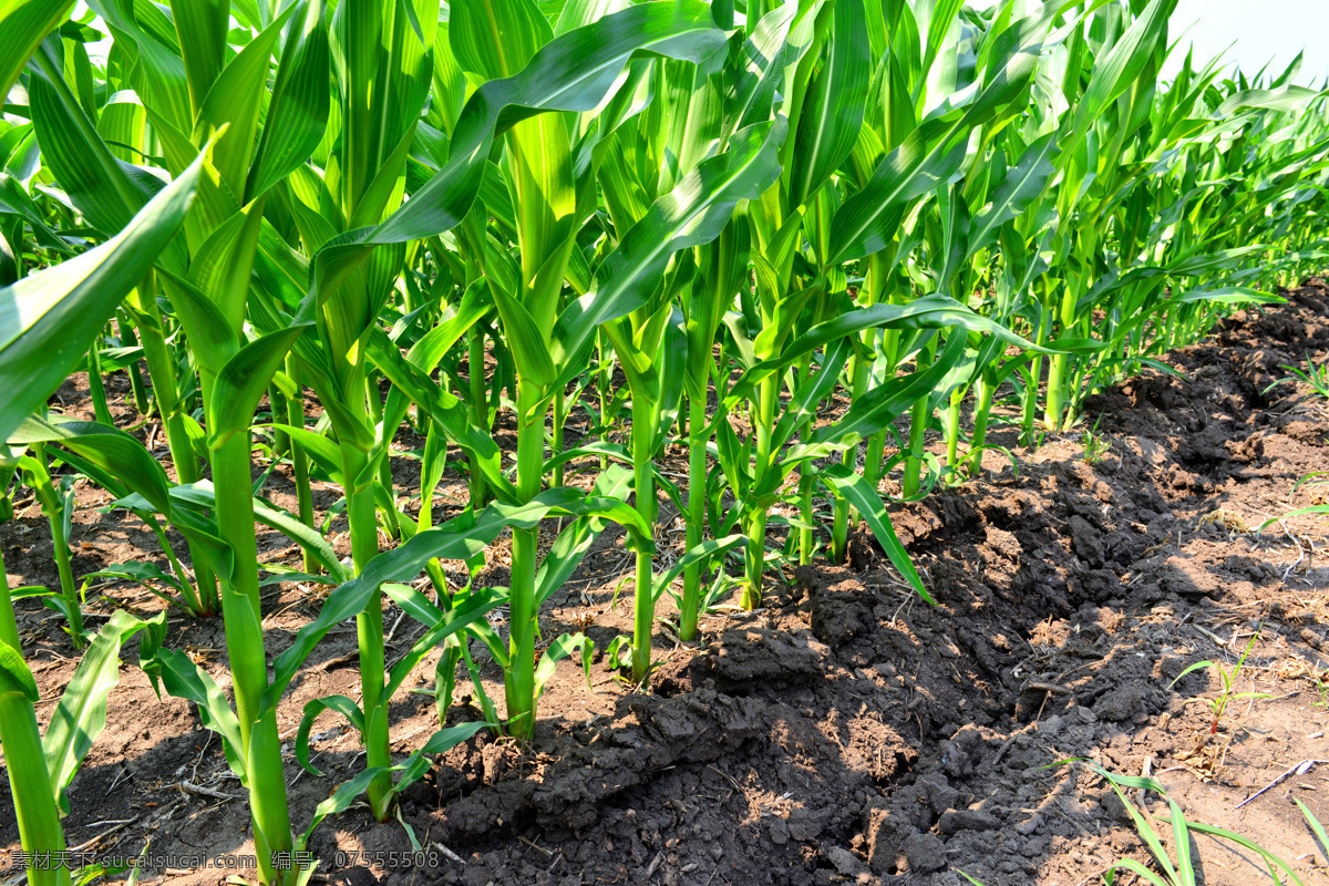 生长的玉米地 玉米地 合作种植 茁壮成长 庄稼地 现代化种植 农业生产 现代科技