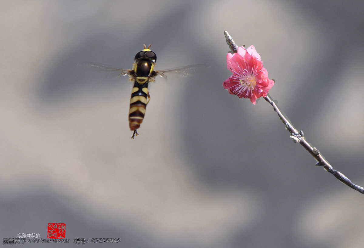 野蜂 小野蜂 粉红色 桃花 蜜蜂 昆虫 生物世界