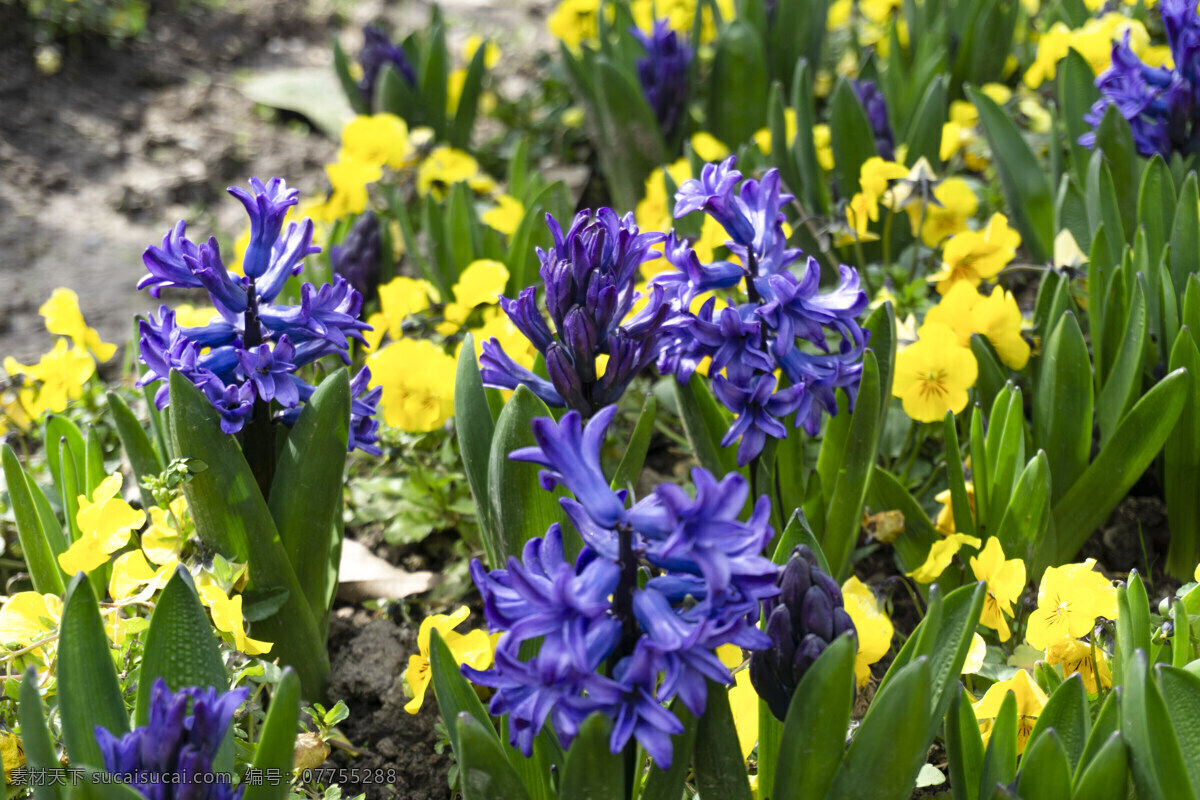春天 公园 紫色 花朵 花 植物 特写 千库原创