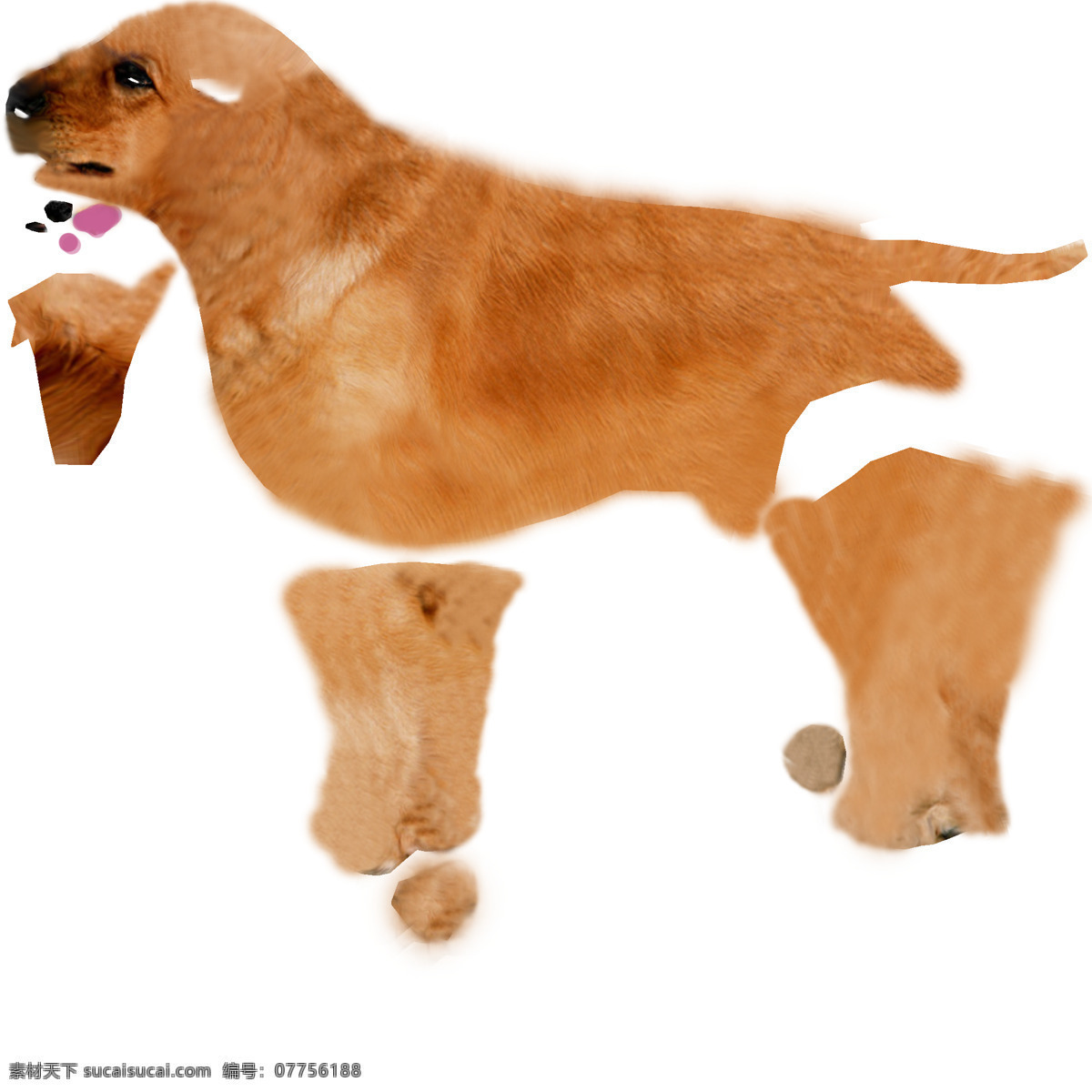 只 写实 狗 3d模型 动物 一只写实的狗 3d模型素材 其他3d模型