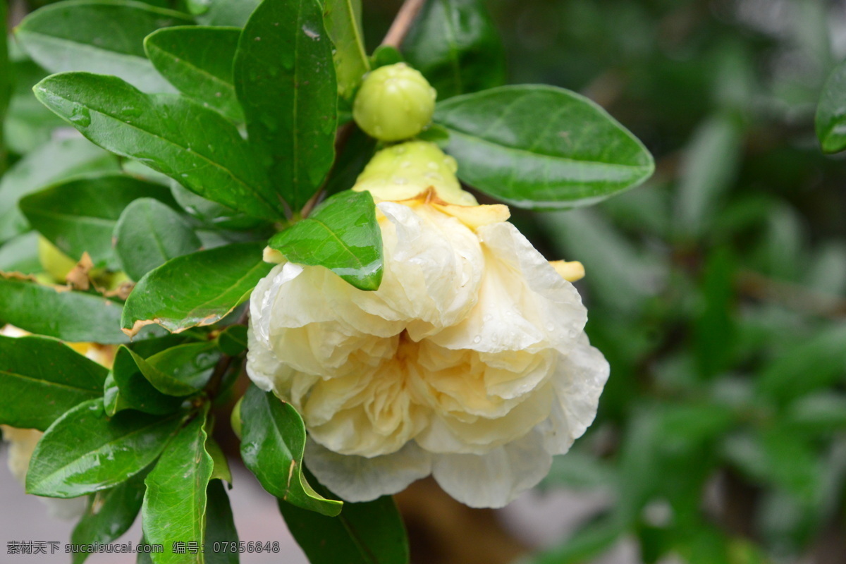 石榴花 石榴 观赏花卉 安石榴 若榴 花卉 花儿 枝叶 石榴树 花草 植物 园林绿化 绿化景观 石榴花石榴 生物世界