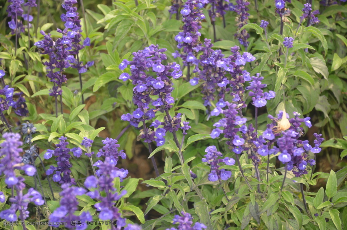 天蓝鼠尾草 花卉 轮伞花序 花紫色 或青色 花卉系列 生物世界 花草