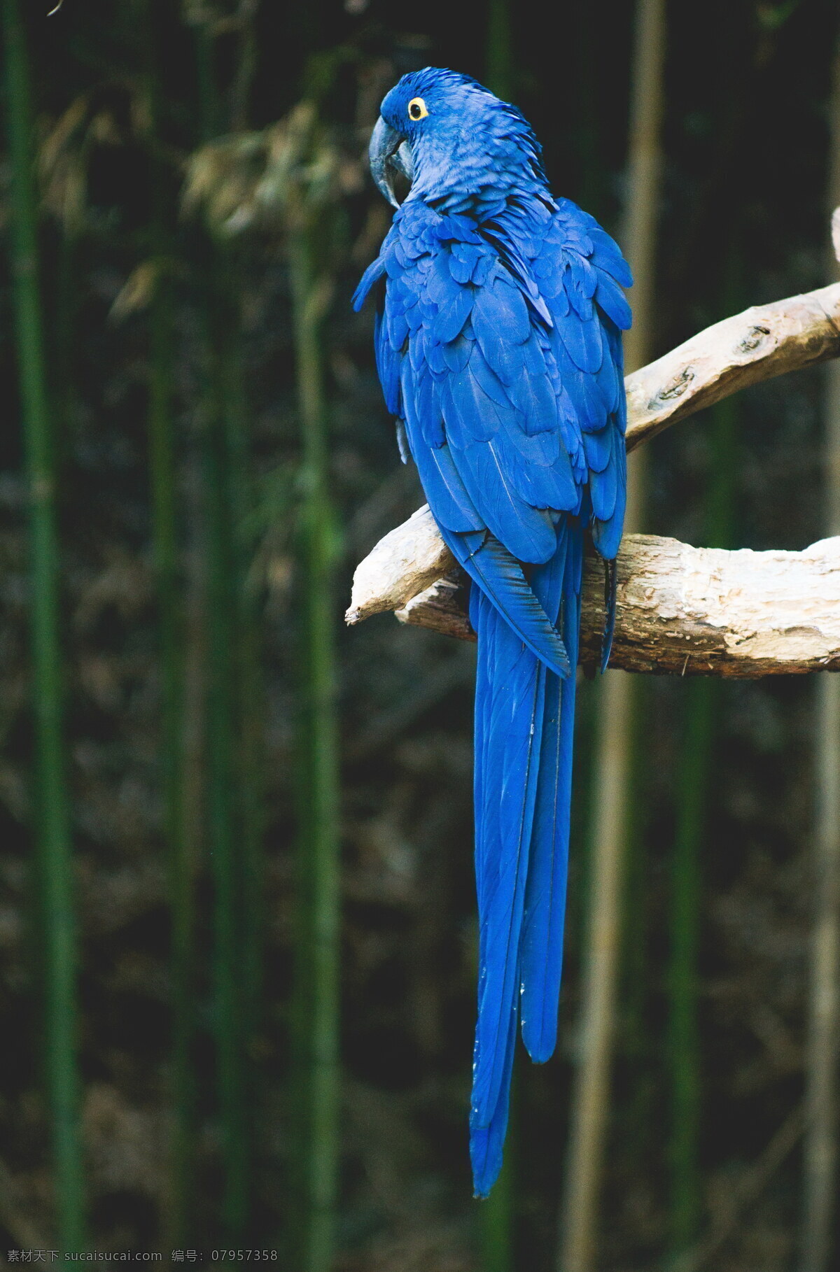 可爱 蓝色 鹦鹉 高清 羽毛 翅膀 尖嘴