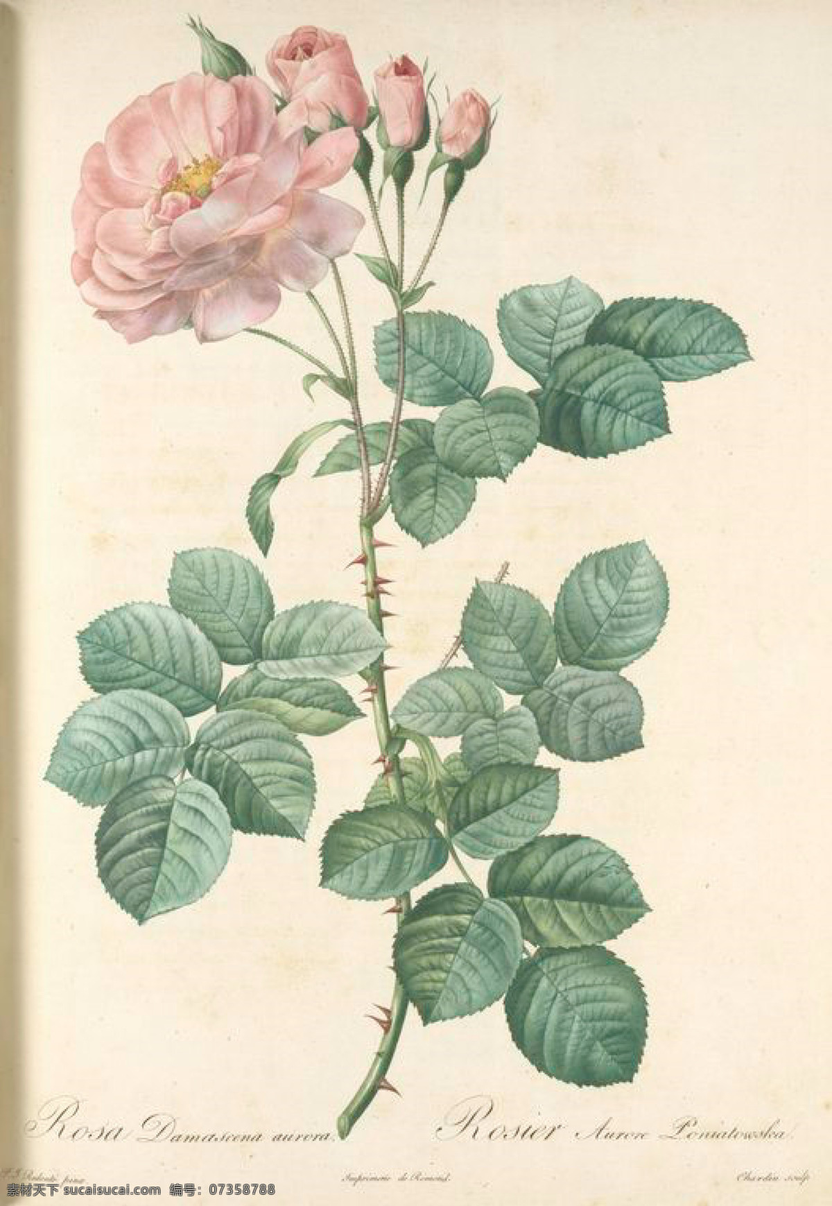 法国 手绘 复古 油画 粉色 花朵 花 花卉 玫瑰 艺术名画 植物图 文化艺术