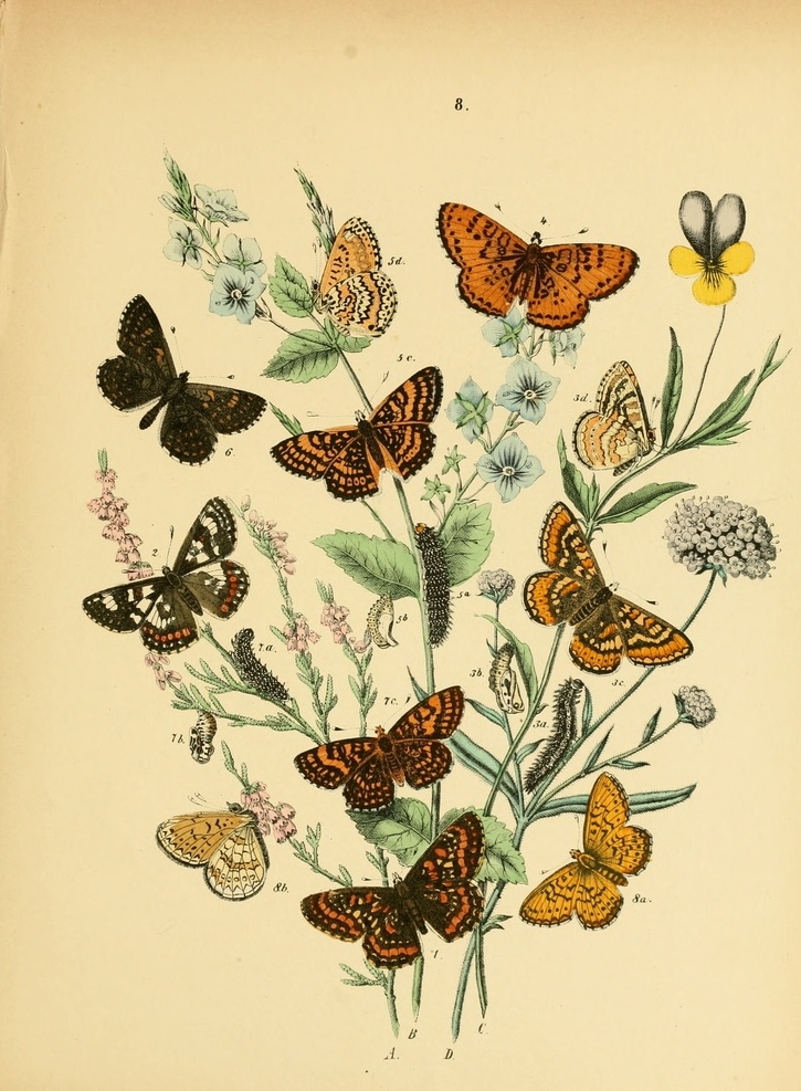 蝴蝶 飞蛾 欧洲 古典 旧书 书籍 做旧 英文书 彩图 文化艺术 美术绘画