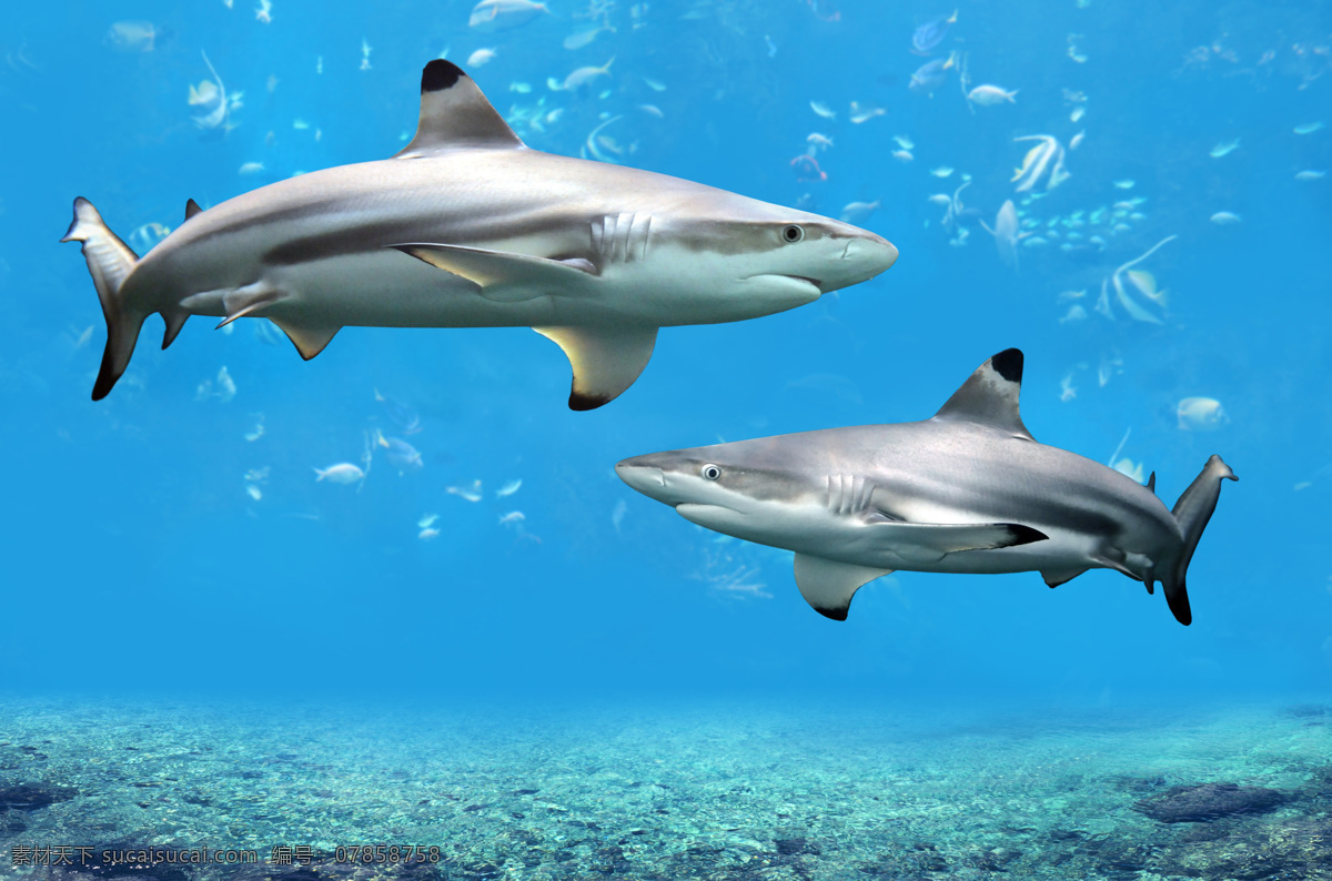 海底 鲨鱼 鱼 鱼类动物 海底生物 水中生物 海洋生物 海洋动物 动物世界 生物世界