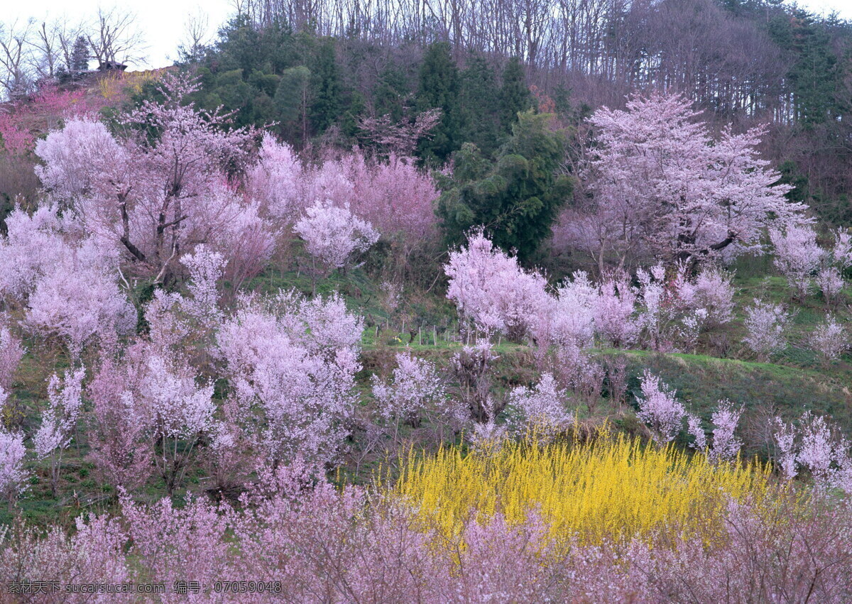 春暖花开 背景 风景 花 花草 花季 摄影图库 植物世界 自然风景 自然景观 花的季节 生活 旅游餐饮