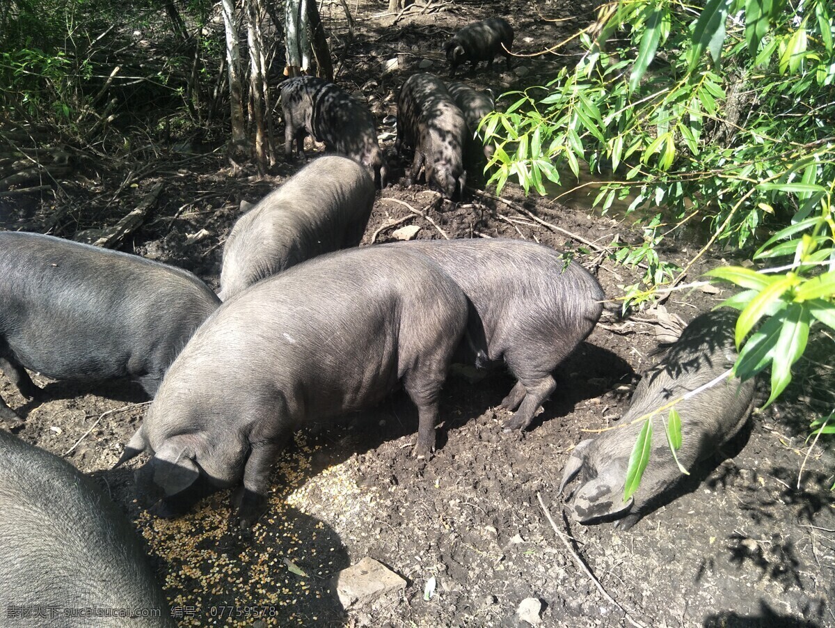 散养 放养 活猪 有机猪肉 东北 黑龙江 绿色 无公害 森林猪 森林黑猪 动物 生物世界 家禽家畜